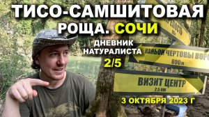Тисо-Самшитовая Роща. Сочи. 3 октября 2023 г. Дневник натуралиста 2-й из 5