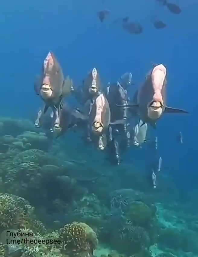 Наполеоны (Bolbometopon Muricatum) – настоящие гиганты коралловых рифов!