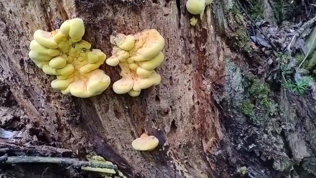 Трутовик Серно-Жёлтый. Как отличить, собирать, и готов? смотреть онлайн