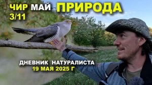 Природа Чира. 19 мая 2025 г.