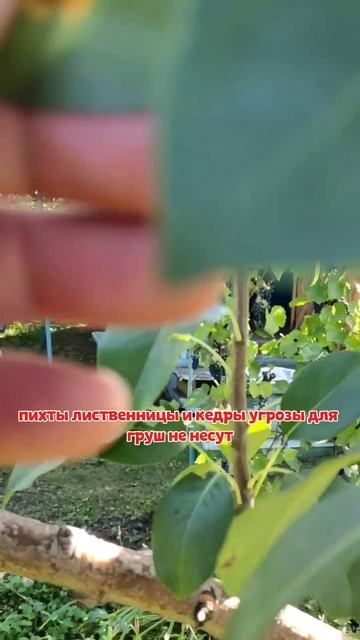 ржавчина груши смотреть онлайн