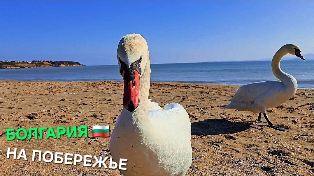 Жизнь в Болгарии, никто не верит, а это правда👍 смотреть онлайн