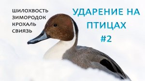 Зимородок, Свиязь, Шилохвость, Крохаль. Ударение на птицах #2