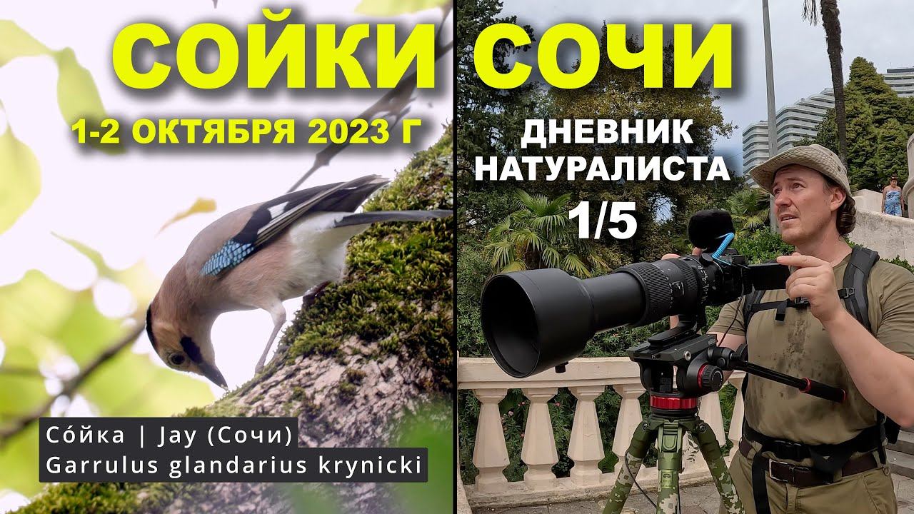 Сойки Сочи. 1-2 окт. 2023 г. Дневник натуралиста 1-й из 5 смотреть онлайн