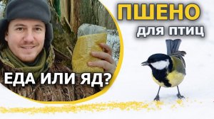 Можно ли птицам давать пшено? / Отделяем зёрна от плевел