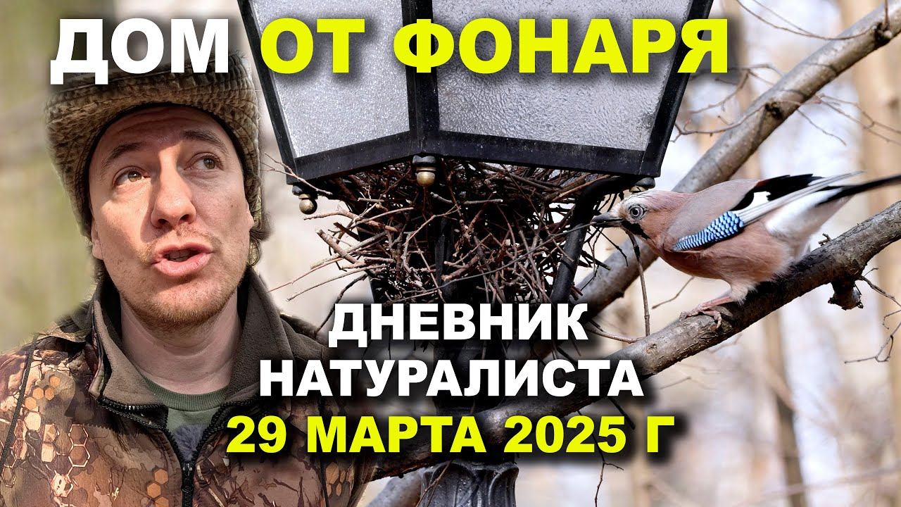 Дом от фонаря. Сойка. Дневник натуралиста. Царицыно. 29.03.2025 смотреть онлайн