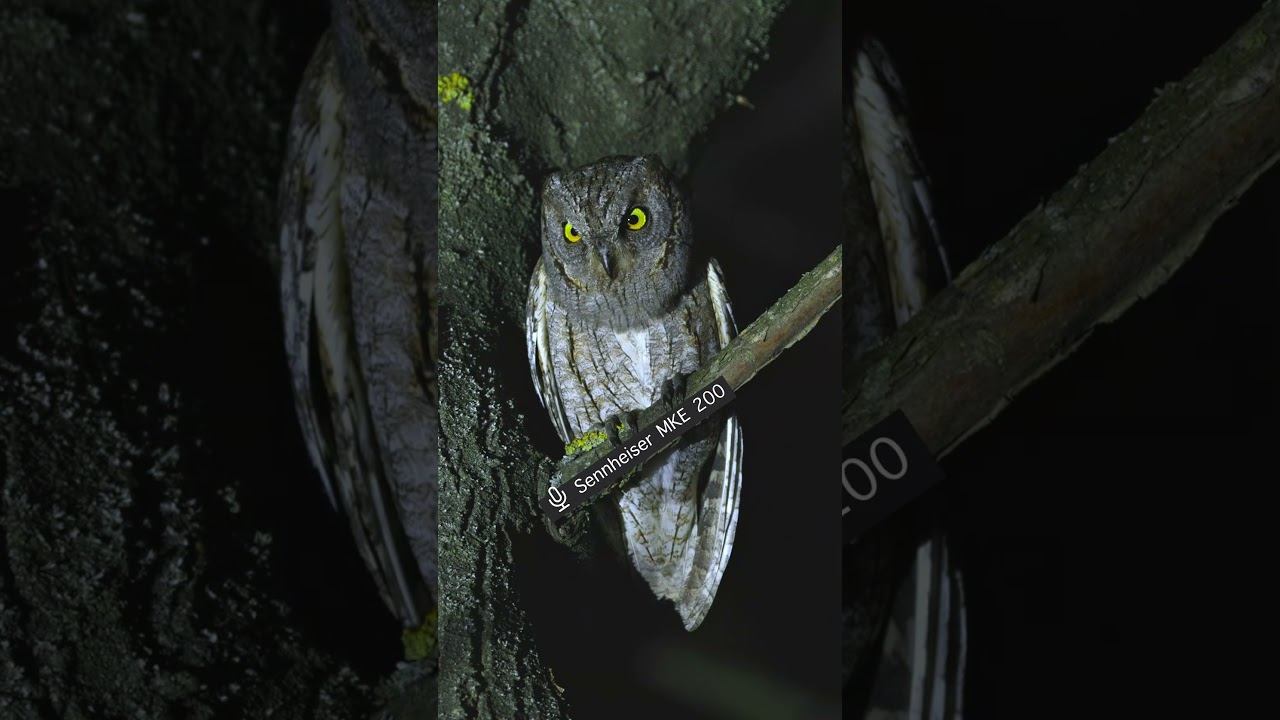 Сплюшка - Голос ♫ #голосаптиц #shorts #birds смотреть онлайн