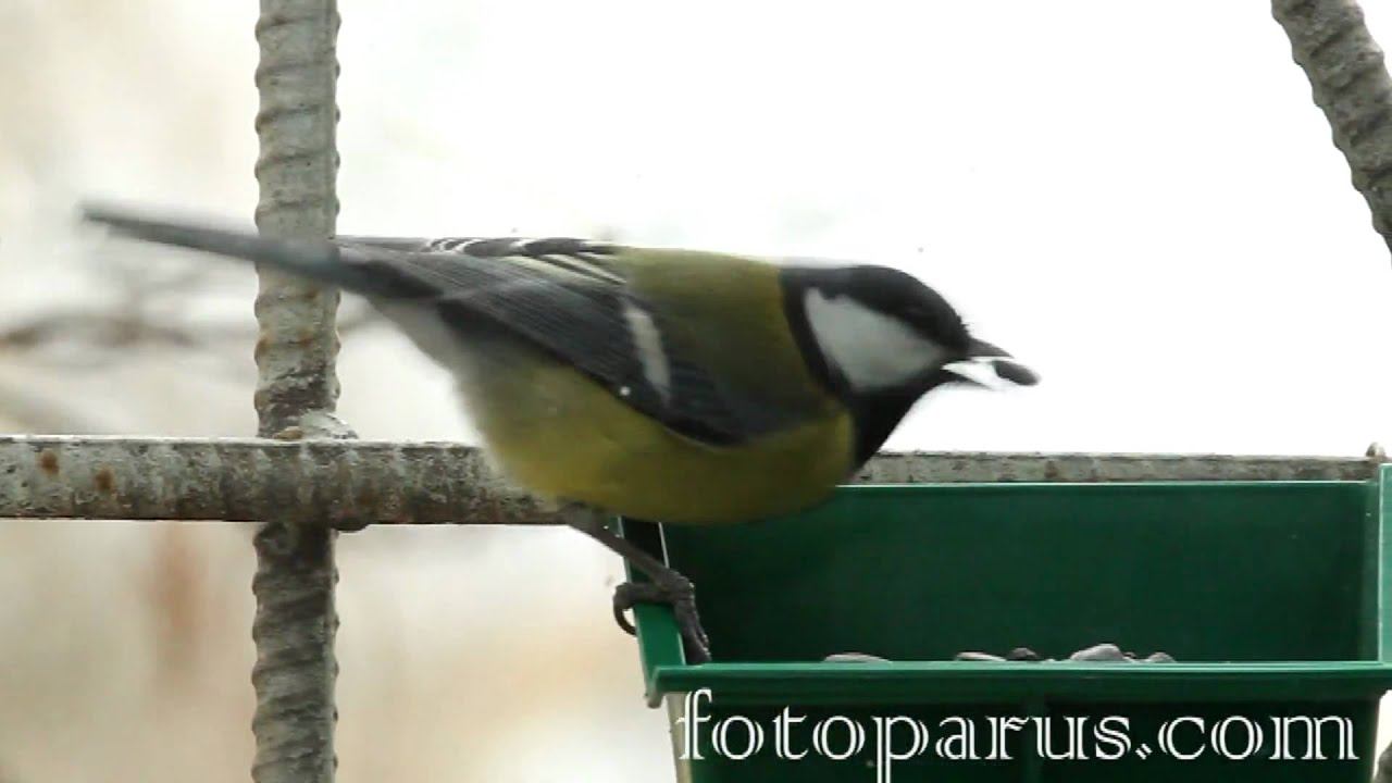 Кормушки для синиц