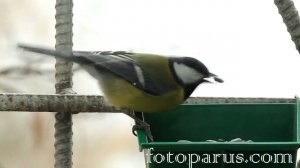 Кормушки для синиц