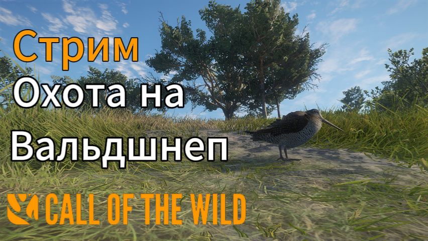 Охота на вальдшнепа в Шотландии в theHunter: Call of the Wild смотреть онлайн