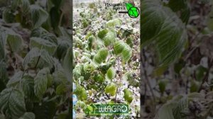 Не дайте саду проголодаться! Важная подкормка зимой. Чем удобрить сад. Удобрения по снегу: стоит ли?