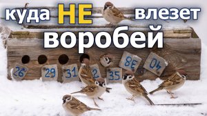 Кормушка с окошками. Какой минимальный диаметр для воробьев.