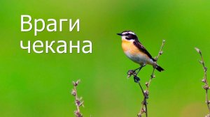 Враги чекана