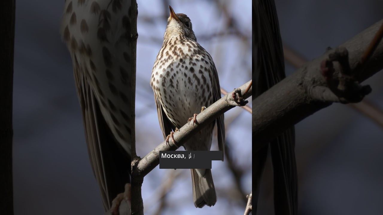 Дрозд певчий - Голос 2024/04/02 #голосаптиц #shorts смотреть онлайн