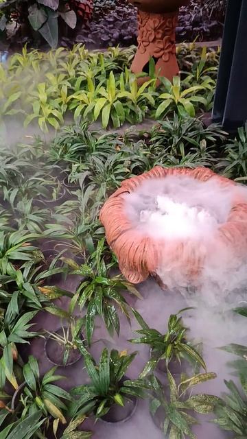 Тайский ботанический сад с секретом смотреть онлайн