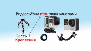 Видеосъёмка птиц у гнёзд на GoPro. Способы крепления