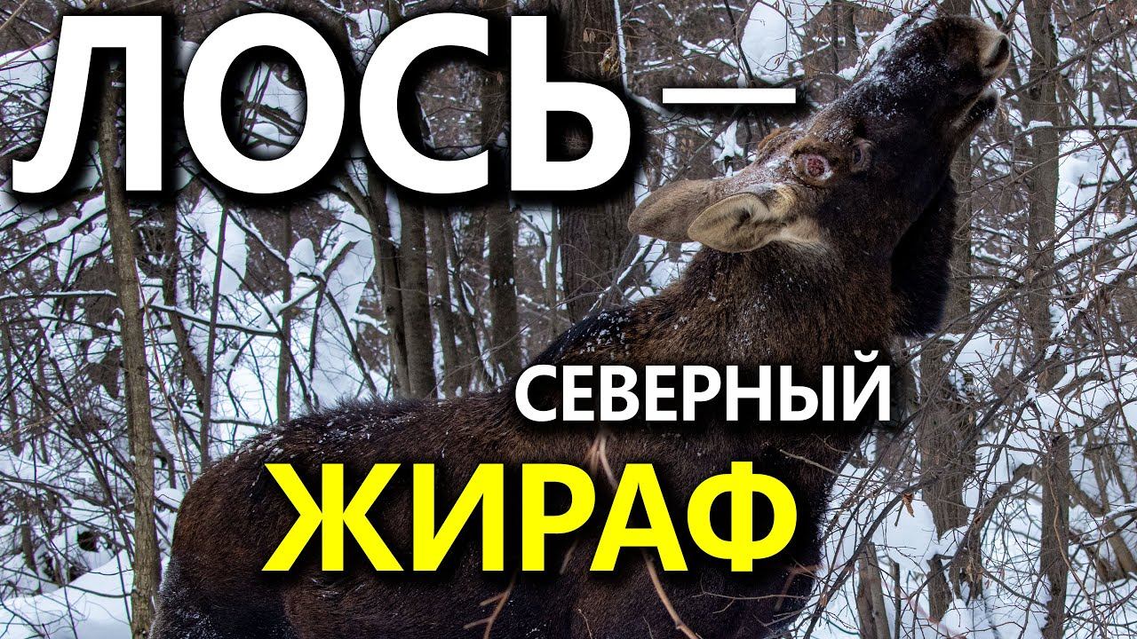 Лось в Москве смотреть онлайн