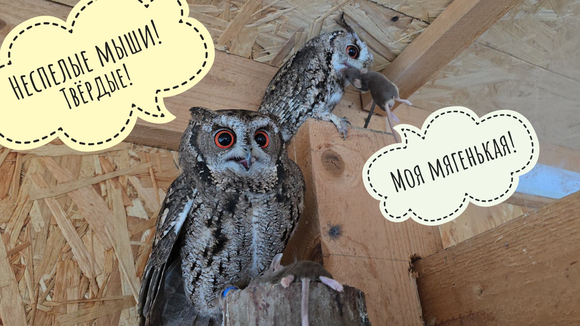 Проверяю всех сов на улице в -15°. Кто не успел, тот еду отморозил! смотреть онлайн