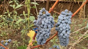 Гвиене -Каберне совиньон - технический  сорт винограда