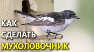 Размеры мухоловочника. Как сделать домик для маленьких синиц?