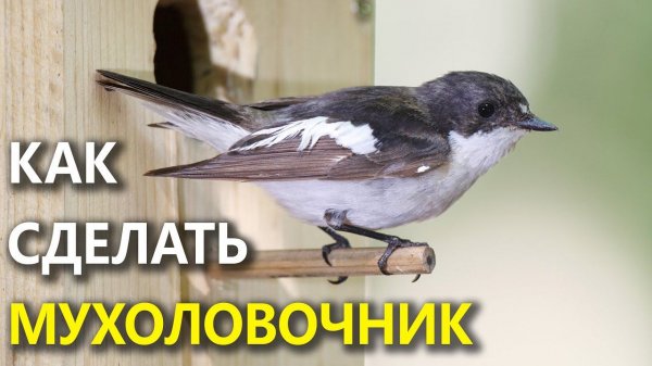 Размеры мухоловочника. Как сделать домик для маленьких синиц?