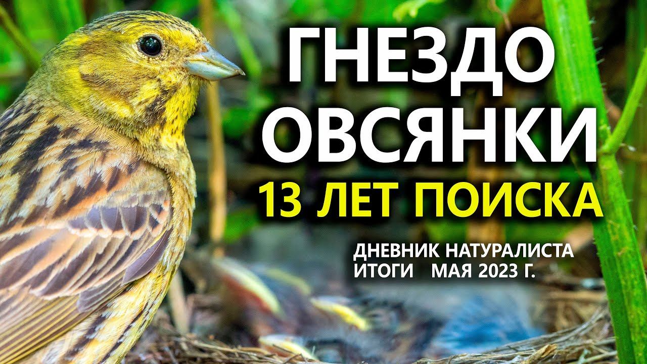 Гнездо овсянки: 13 лет поисков. Дневник натуралиста. ИТОГИ мая 2023 г.