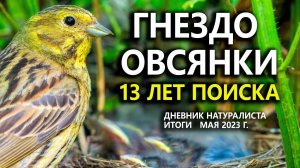 Гнездо овсянки: 13 лет поисков. Дневник натуралиста. ИТОГИ мая 2023 г.
