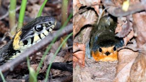 Уж в гнезде зарянки