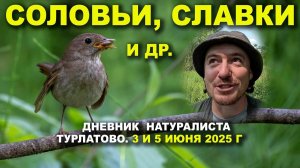 Птицы окрестностей Турлатова и Вишнёвки. Дневник 3 и 5 июня 2025 г.