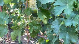 Гечеи Заматош устойчивый бело ягодный технический му?