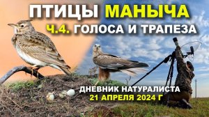 Птицы Маныча. 4-я часть. Голоса и трапеза. Дневник. 21 апреля 2024 г.