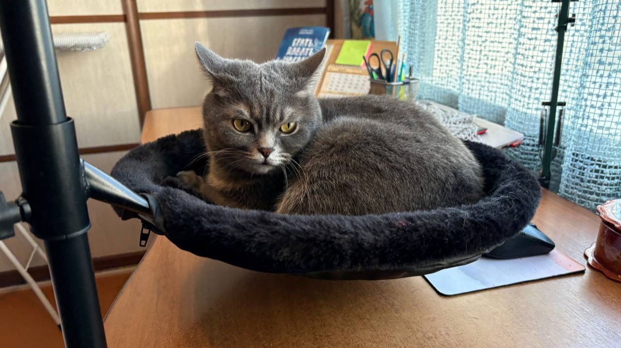 Влог с 15 по 24 декабря🎄🎄🎄 Стартовал проект «Вкусные мочалки», готовимся к новому году, шагаем) смотреть онлайн