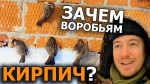 Почему птицы клюют стены домов?