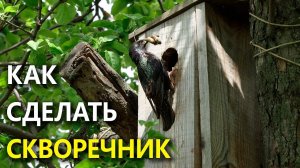 Размеры скворечника. Как сделать простой, но хороший домик для птиц?