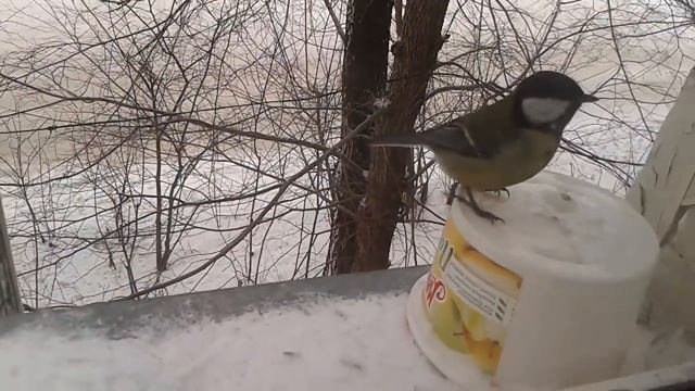 Пришла пора, пора морозов, Пора узоров на стекле. В безлюдьи явственнее тайна, Хотя ...