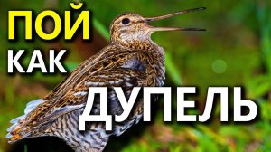 Дупелиный ток