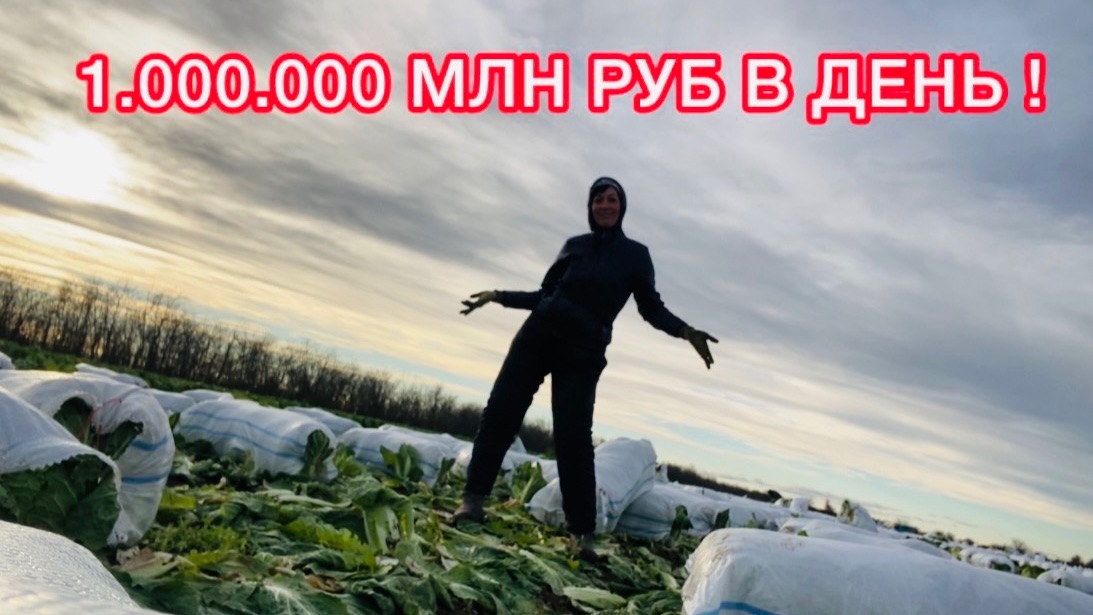 17 декабря 🥵 Жара! убираем пекинку / Работа в Крыму смотреть онлайн