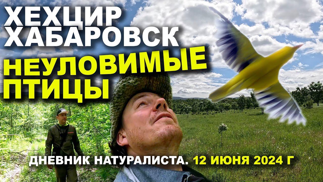 Хехцир. Хабаровск. Неуловимые птицы. Дневник 12.06.2024 смотреть онлайн