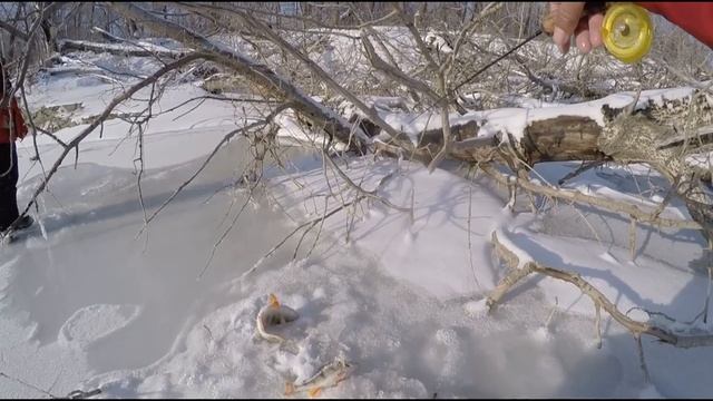 Зимняя рыбалка ..Парни таскают окуней в коряжнике (1) смотреть онлайн