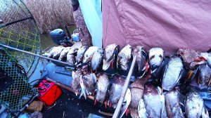 УТКИ САДЯТСЯ ПРЯМ В ЛОДКУ, А НАМ В НЕЙ НОЧЕВАТЬ! ОХОТА В ДЕКАБРЕ. ШУЛЮМ. ГУСИНЫЙ ШАНС. ЗАХВАТ РЕКИ.