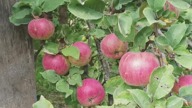 Яблоки смотреть онлайн