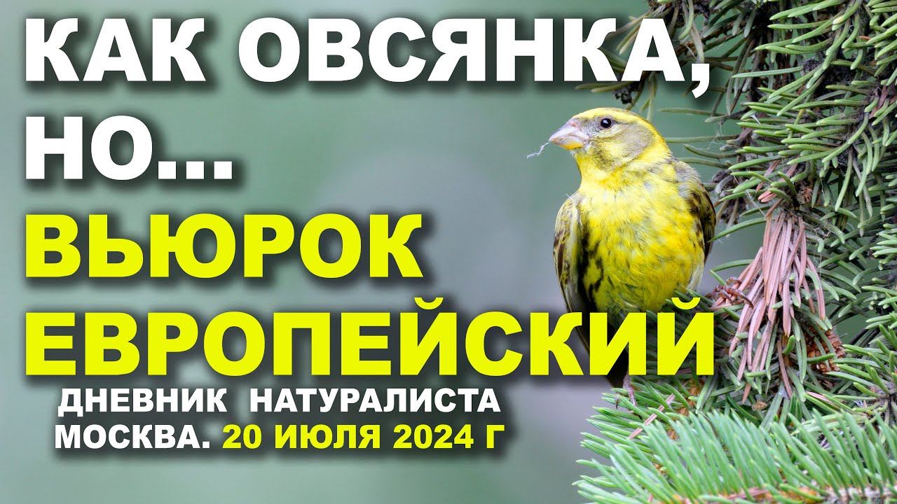 Канареечный вьюрок в Москве. 20 июля 2024 г. смотреть онлайн