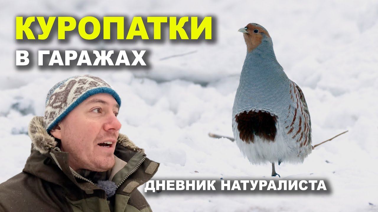 Куропатки. Репортаж у гаражей смотреть онлайн