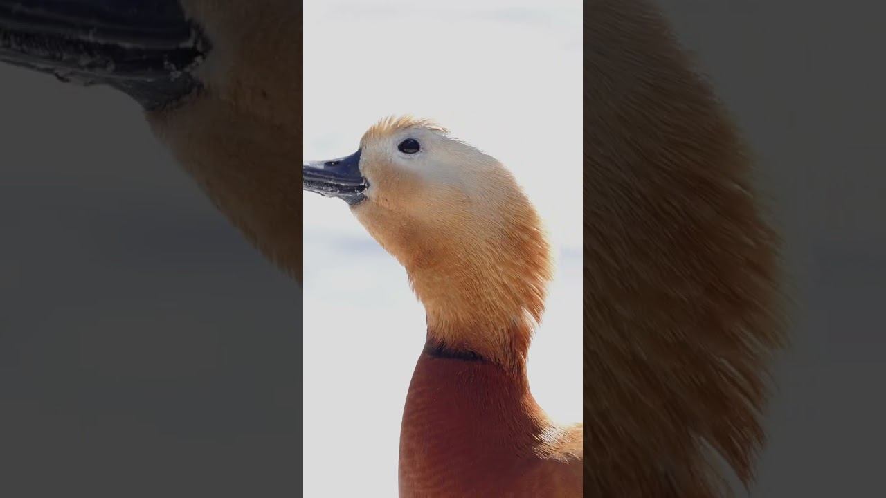 Огарь. Голос ♂ и ♀ 2024 03 27 #голосаптиц #shorts #birds #songbirds #птицы смотреть онлайн