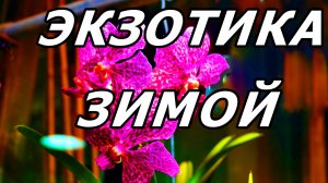 ОХ, УЖ ЭТИ ОРХИДЕИ! ОРХИДЕЙНЫЙ ФОТОСЕТ. АПТЕКАРСКИЙ ОГОРОД. МОСКВА. 17 ДЕКАБРЯ 2025 ГОДА.