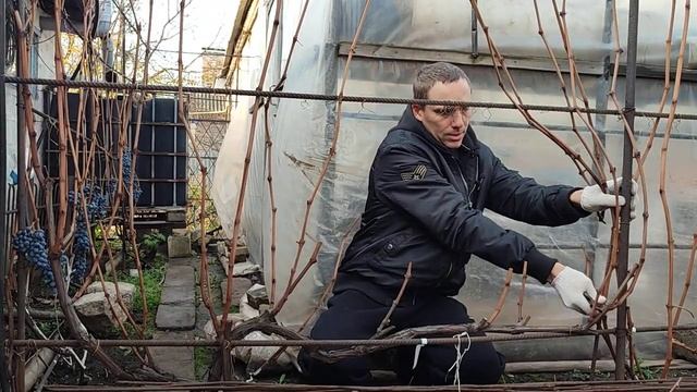 Горизонтальный кордон. Продажа черенков винограда по смотреть онлайн