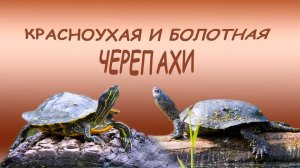Черепахи в Москве