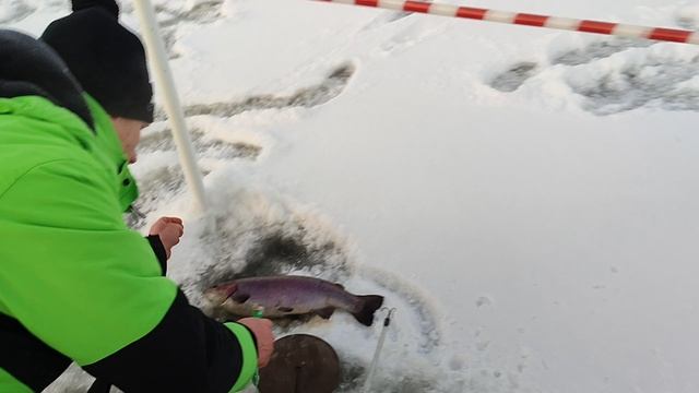 Форель на резину. смотреть онлайн