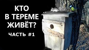 Кто делает запасы в синичнике?