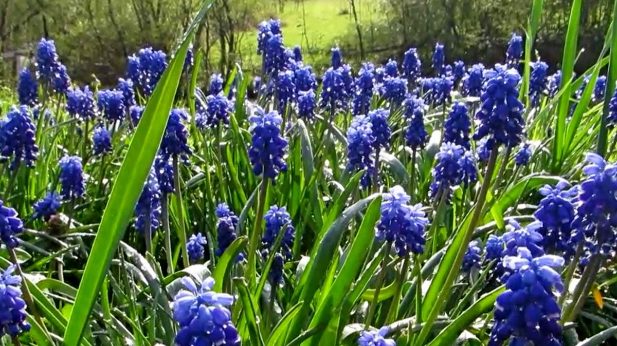 Геоцинты смотреть онлайн